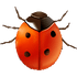 Coccinella logo