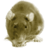 FatRat logo