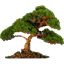 Natara Bonsai logo