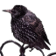hunt-n-peck logo